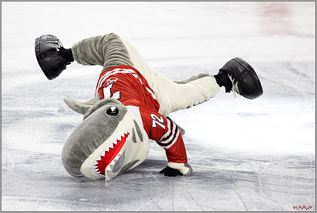 PENNY DEL;  Kölner Haie - Eisbären Berlin; Köln, 01.11.2022